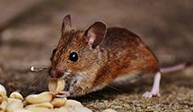 24 Hour & Emergency Exterminators in Anchorage, AK